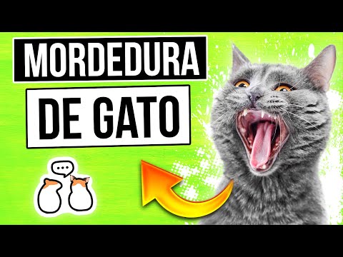 ¿Qué pasa si un gato te muerde?