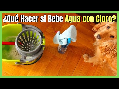 ¿Qué pasa si un perro toma cloro? Consecuencias y tratamiento