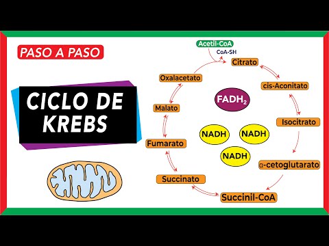 ¿Qué pasa si el ciclo de Krebs no funciona correctamente?