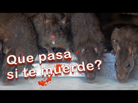 ¿Qué pasa si te muerde una rata? Conoce los riesgos y cómo prevenirlo