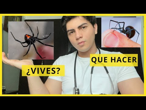 ¿Qué pasa si una araña capulina te pica?