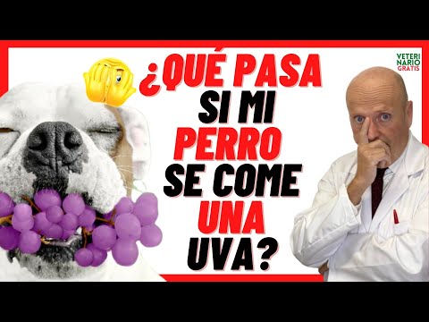 ¿Qué pasa si mi perro come uvas?