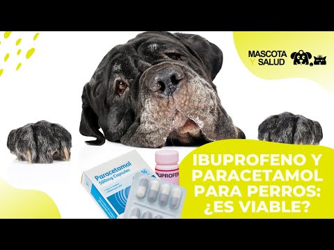 ¿Qué pasa si le doy ibuprofeno a mi perro? Consecuencias y precauciones a tener en cuenta