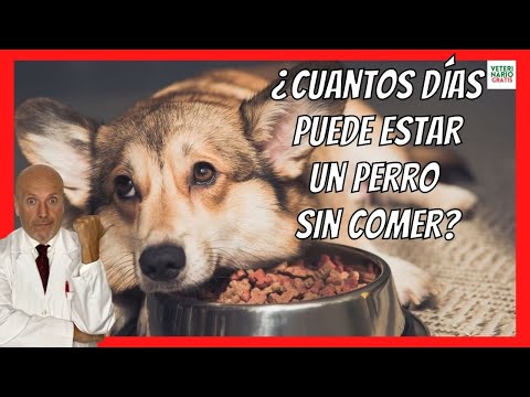 ¿Qué pasa si obligo a mi perro a comer?