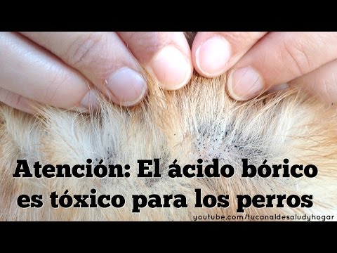 ¿Qué pasa si se ingiere ácido bórico?