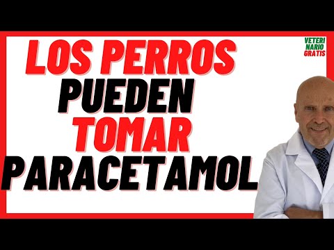 ¿Qué pasa si le doy paracetamol a mi perro?