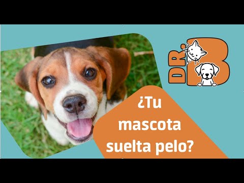 ¿Qué pasa si rapo a mi perro? Consecuencias y recomendaciones