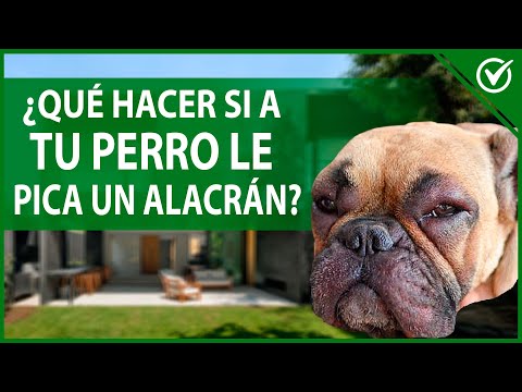 ¿Qué pasa si mi perro es picado por un alacrán?