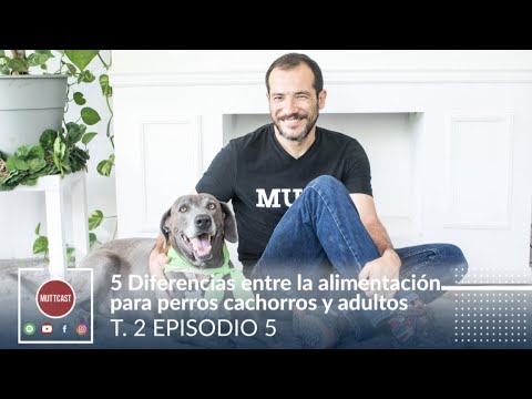 ¿Qué pasa si mi cachorro come croquetas de adulto?