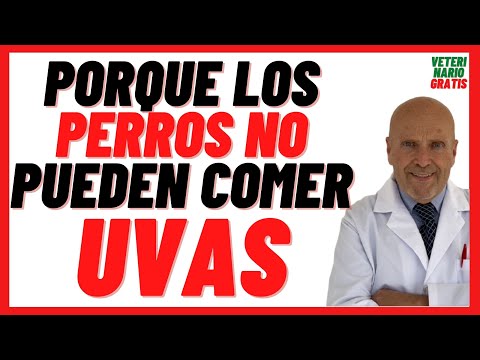 ¿Qué pasa si le doy uvas a mi perro?