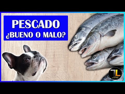 ¿Qué pasa si un perro come pescado?