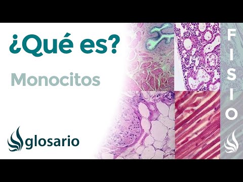 ¿Qué pasa si los monocitos están altos?