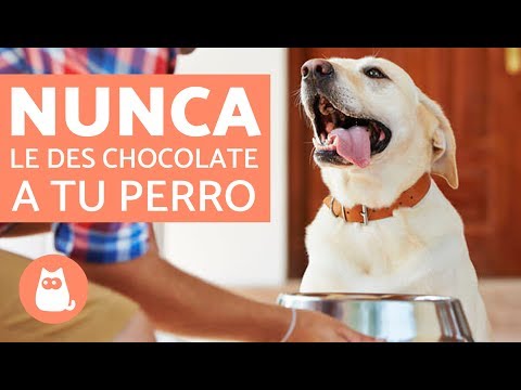 ¿Qué pasa si le das chocolate a un perro?