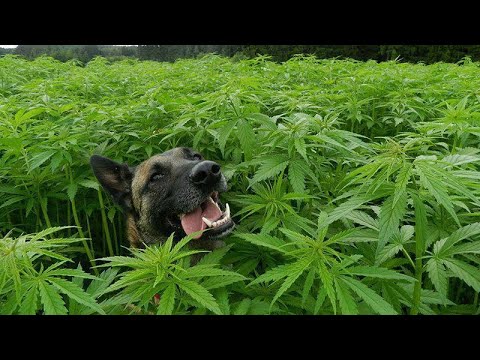 ¿Qué pasa si un perro come marihuanas?