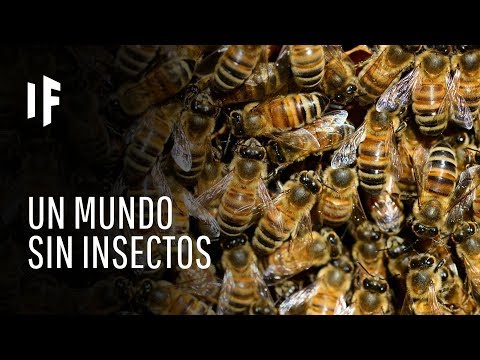 ¿Qué pasa si las abejas se extinguen?