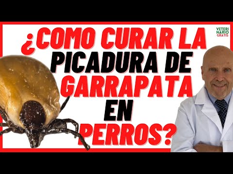 ¿Qué pasa si mi perro tiene una garrapata? Consejos y soluciones