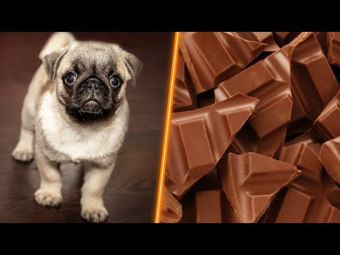 ¿Qué pasa si un perro come chocolate por primera vez?