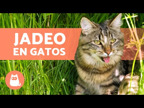 ¿Qué pasa si mi gato jadea? Consejos y soluciones