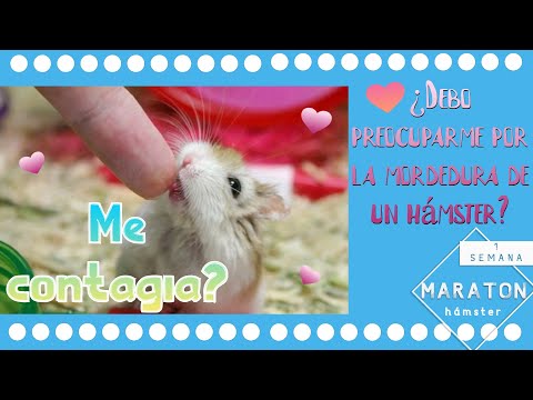 ¿Qué pasa si un hamster me muerde?