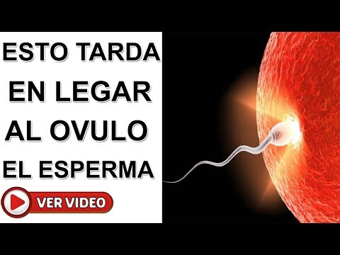 ¿Qué pasa si ovulo antes de tiempo?