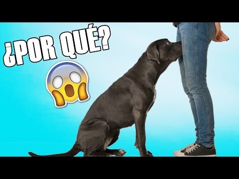 ¿Qué pasa si un perro te lame la parte íntima?