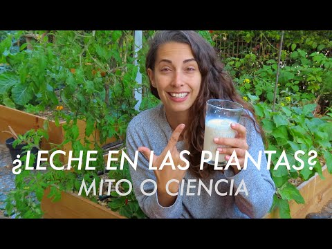 ¿Qué pasa si riegas una planta con leche? Descubre sus efectos