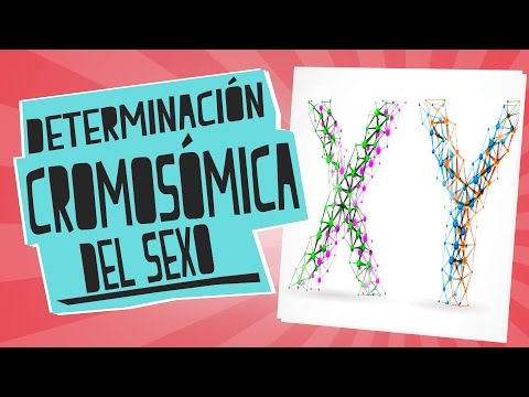¿Qué pasa si una persona tiene cromosomas XXY?