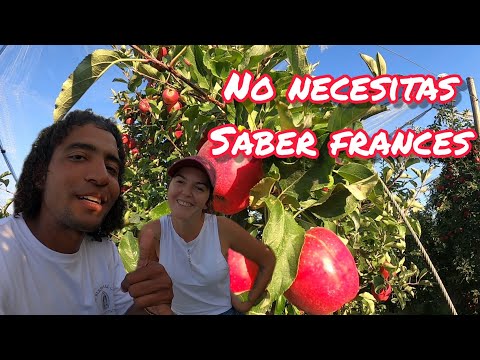 ¿Qué pasa si giras una manzana en Francia?