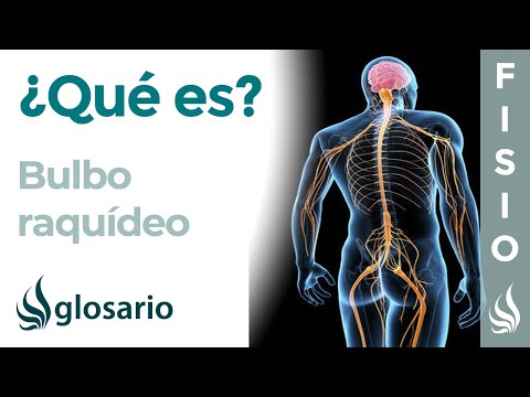 ¿Qué pasa si se lesiona el bulbo raquídeo?