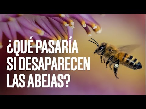 ¿Qué pasaría si las abejas desaparecieran?