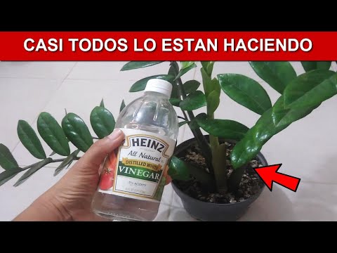 ¿Qué pasa si riegas una planta con vinagre? Descubre los efectos en tu jardín