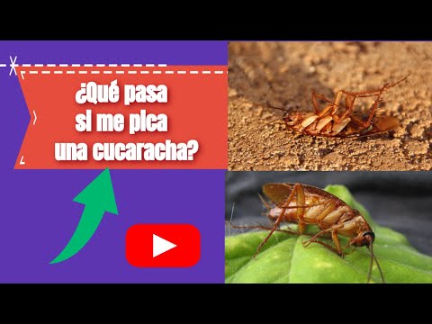 ¿Qué pasa si te muerde una cucaracha?