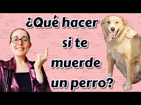 ¿Qué pasa si te muerde un perro con rabia?