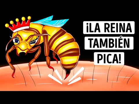 ¿Qué pasa si muere la abeja reina?