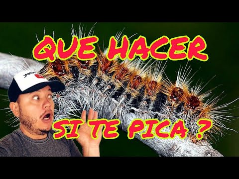 ¿Qué pasa si te pica un azotador? Consejos y remedios para aliviar la picadura