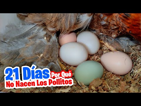 ¿Qué pasa si los pollitos no nacen a los 21 días?