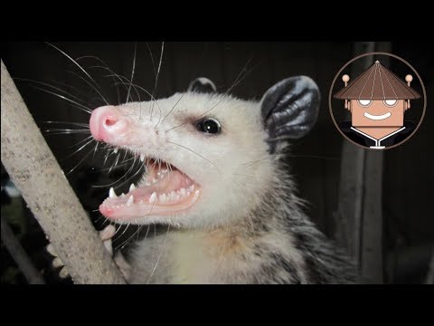 ¿Qué pasa si un tlacuache muerde a un gato? Descubre las consecuencias