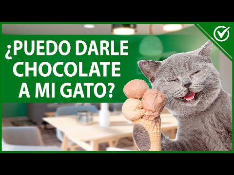 ¿Qué pasa si le doy chocolate a mi gato?