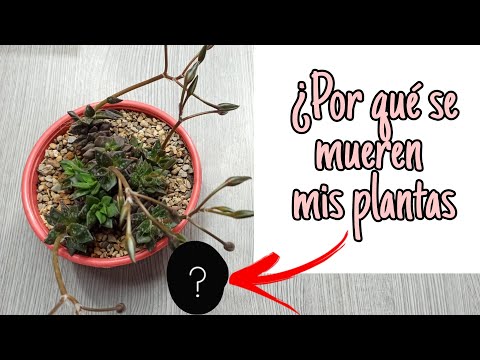 ¿Qué pasa si tus plantas de interior mueren?