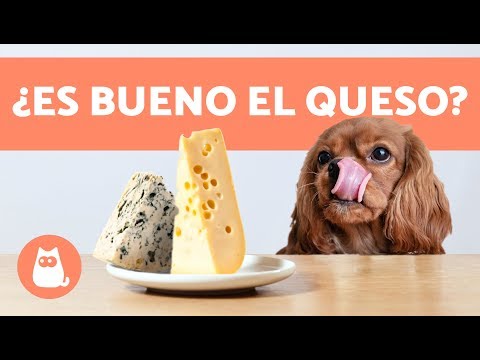 ¿Qué pasa si mi perro come queso Oaxaca?