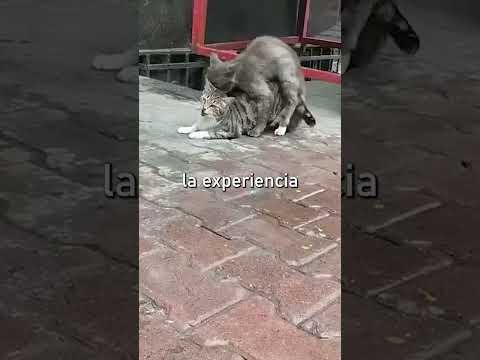 ¿Qué pasa si un perro y un gato se aparean?