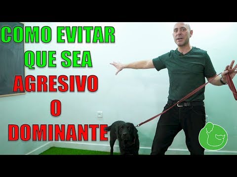 ¿Qué pasa si mi perro es agresivo? Consejos para manejar su comportamiento