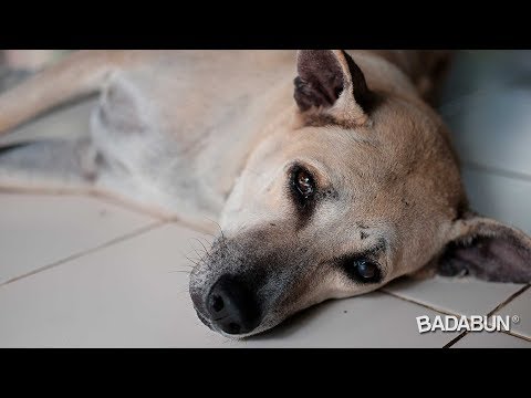 ¿Qué pasa si un perro se come una pila AAA?