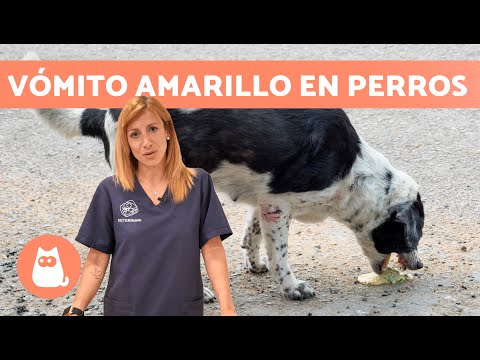 ¿Qué pasa si mi perro vomita amarillo?