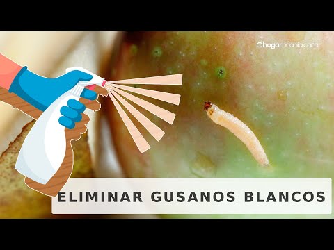 ¿Qué pasa si te comes un gusano blanco? Descubre las consecuencias