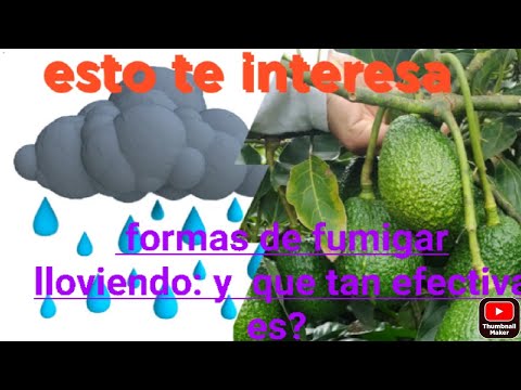 ¿Qué pasa si fertilizo y luego llueve?