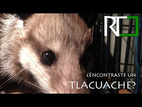 ¿Qué pasa si un tlacuache te muerde?