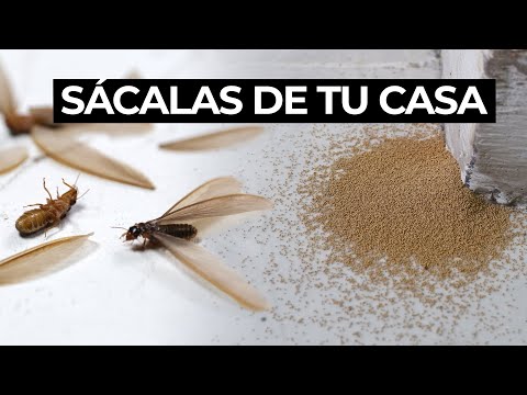 ¿Qué pasa si matas una polilla? Consecuencias y alternativas