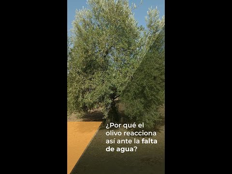 ¿Qué pasa si llueve después de sulfatar los olivos?