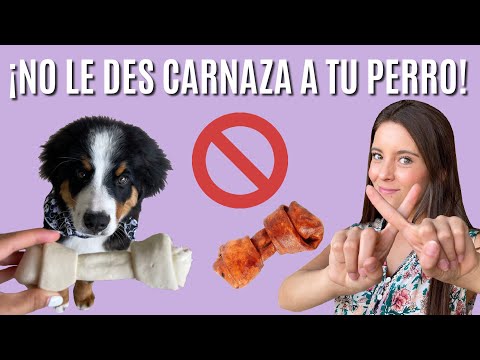 ¿Qué pasa si mi perro come un hueso de carnaza?